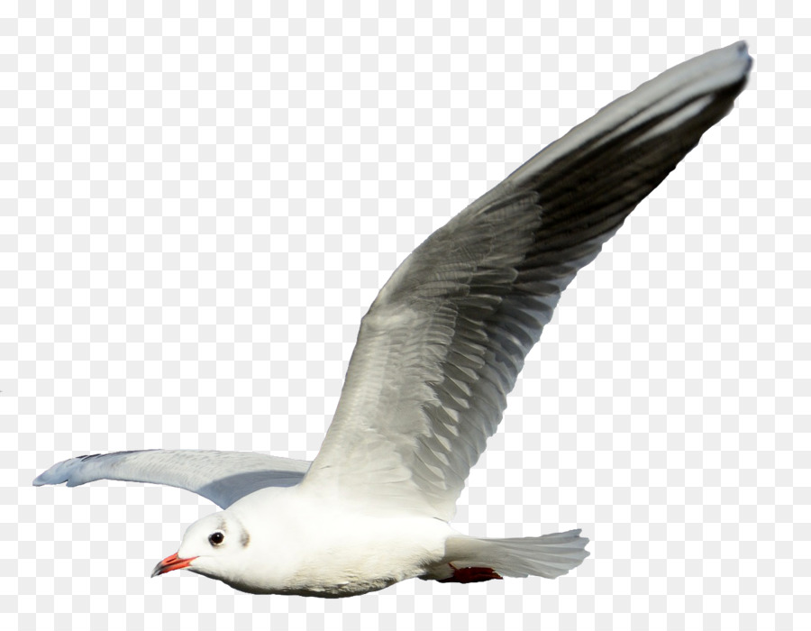 Gulls Bird Flight Clip art - gull png download - 1268*966 - Free Transparent Gulls png Download.