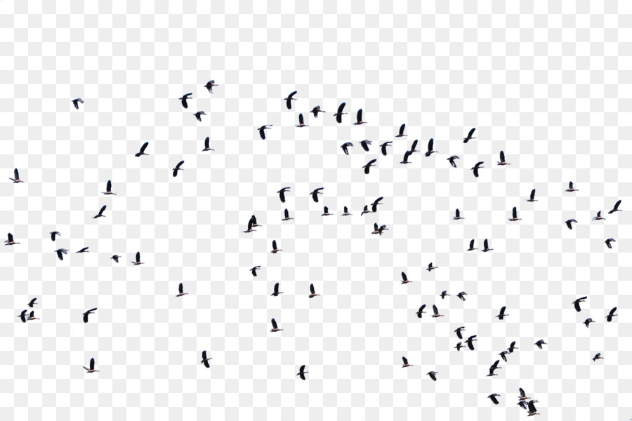 Bird flight Flock Masjid Al Rayyan Animal migration - gull png download - 1280*852 - Free Transparent Bird png Download.