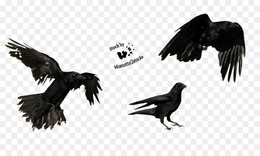 American crow Tattoo Three crows - Flying Crow Png png download - 1160*689 - Free Transparent American Crow png Download.