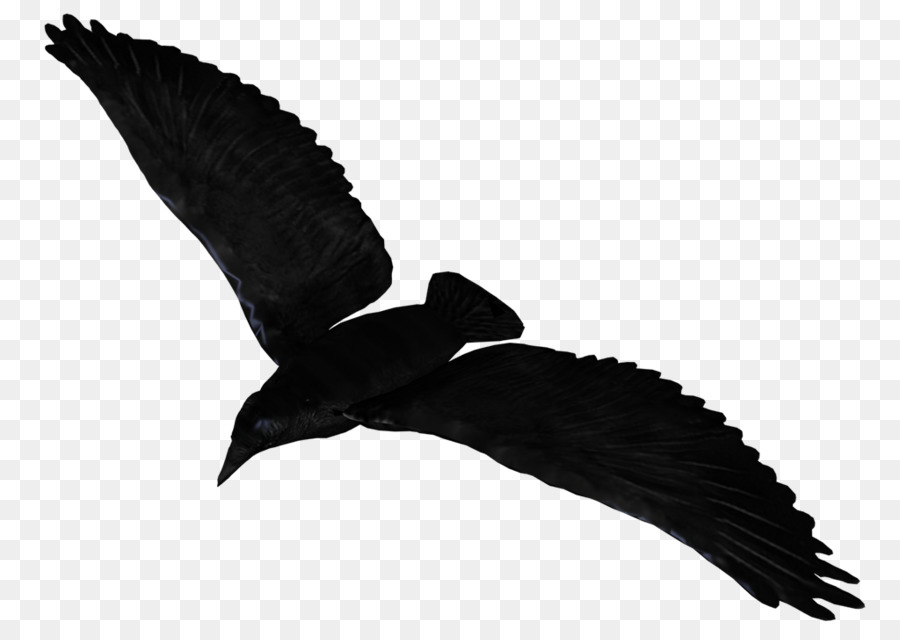 Common raven Flight - Raven Flying PNG Pic png download - 1024*724 - Free Transparent Crows png Download.