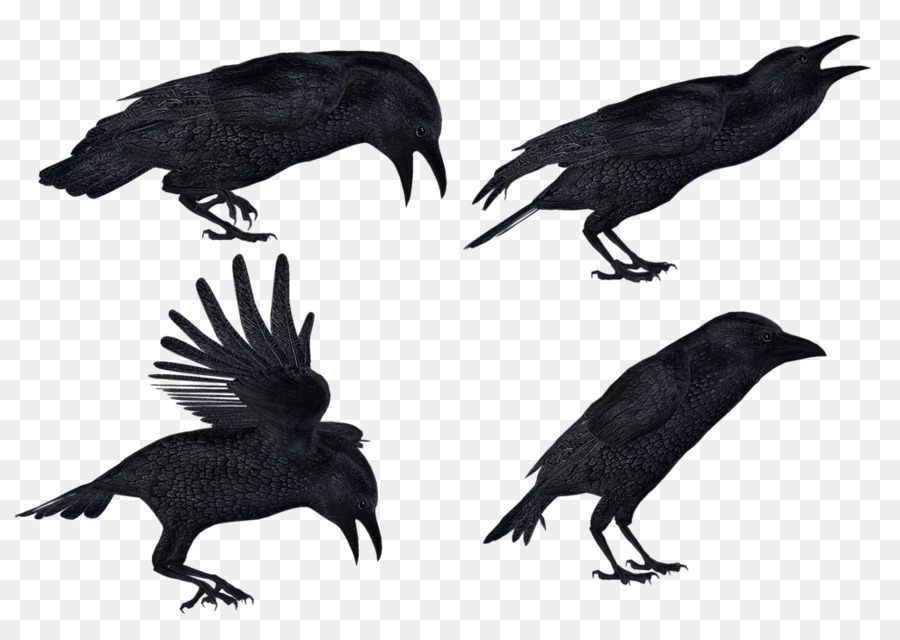 Common raven Clip art - Flying Crow Png png download - 1024*724 - Free Transparent Common Raven png Download.