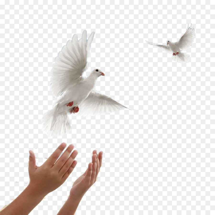 Columbidae Leavitt Funeral Services and Crematory - Flying dove of peace png download - 1024*1024 - Free Transparent Columbidae png Download.