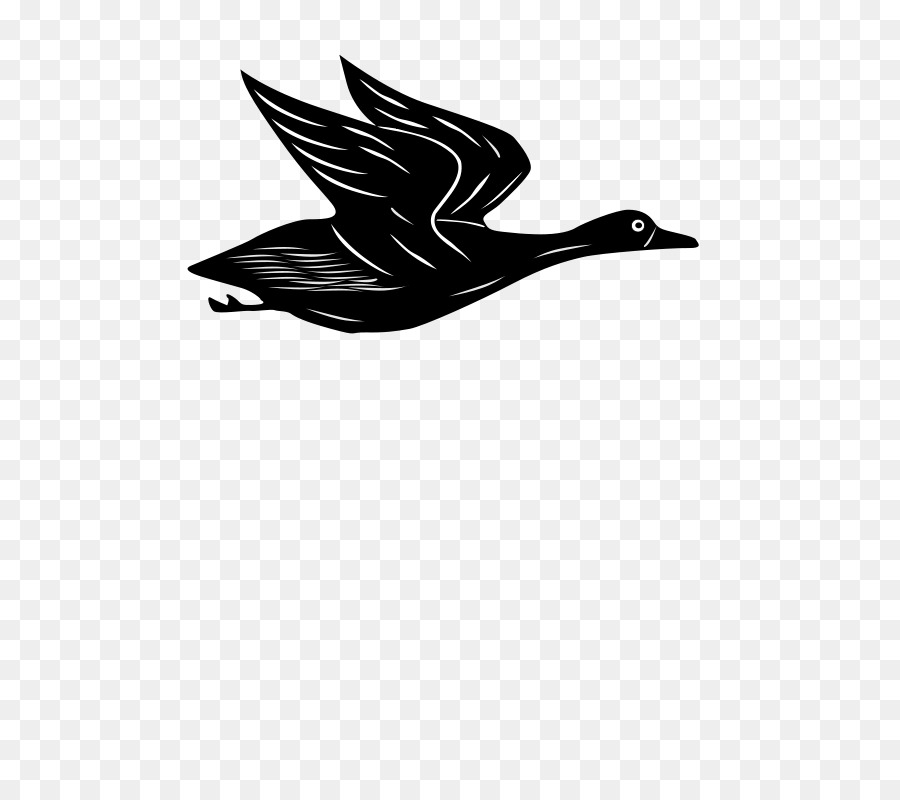 Goose Duck Drawing Clip art - DUCK FLYING png download - 566*800 - Free Transparent Goose png Download.