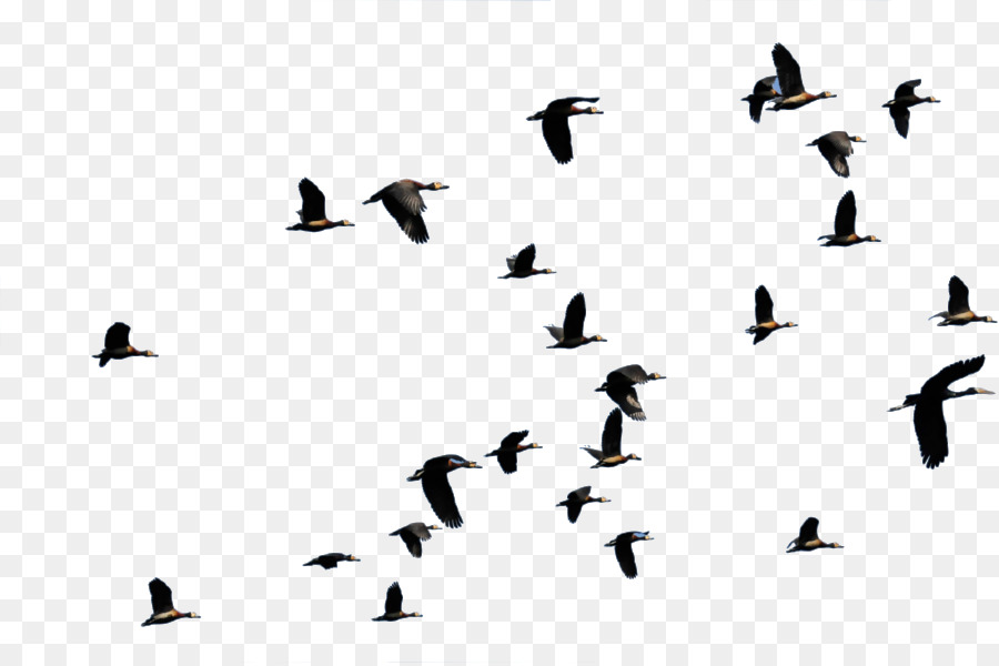 Bird migration Flight Duck Animal migration - flying bird png download - 900*597 - Free Transparent Bird png Download.