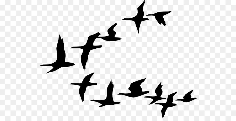 Bird flight Goose Clip art - Wild Geese Flying png download - 600*450 - Free Transparent Bird png Download.