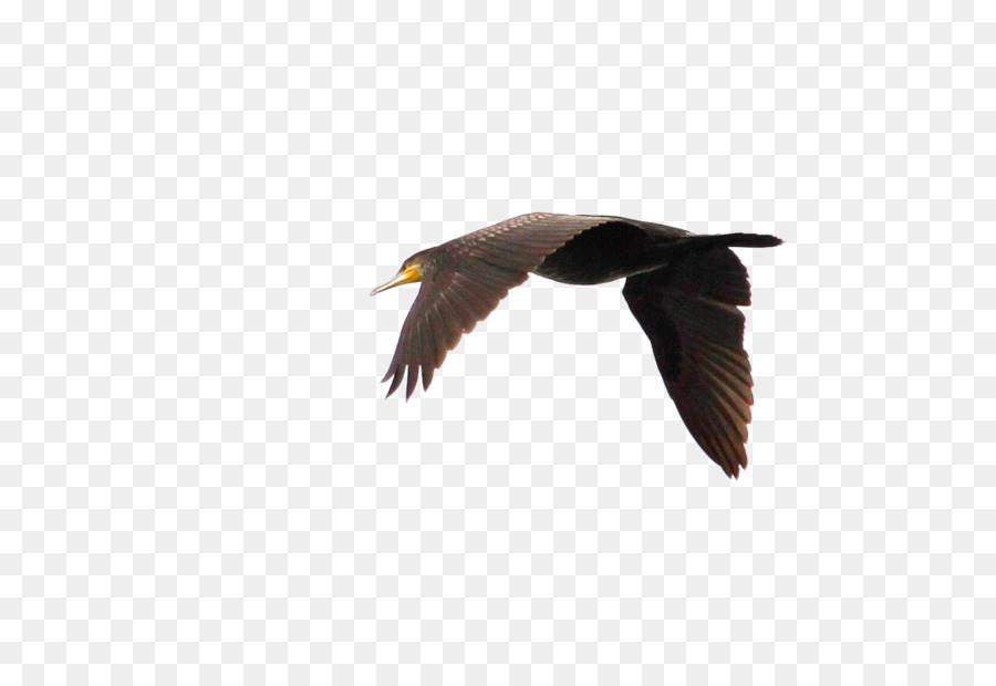 Swan goose Duck Bird Flight - Flying geese png download - 1024*683 - Free Transparent Goose png Download.