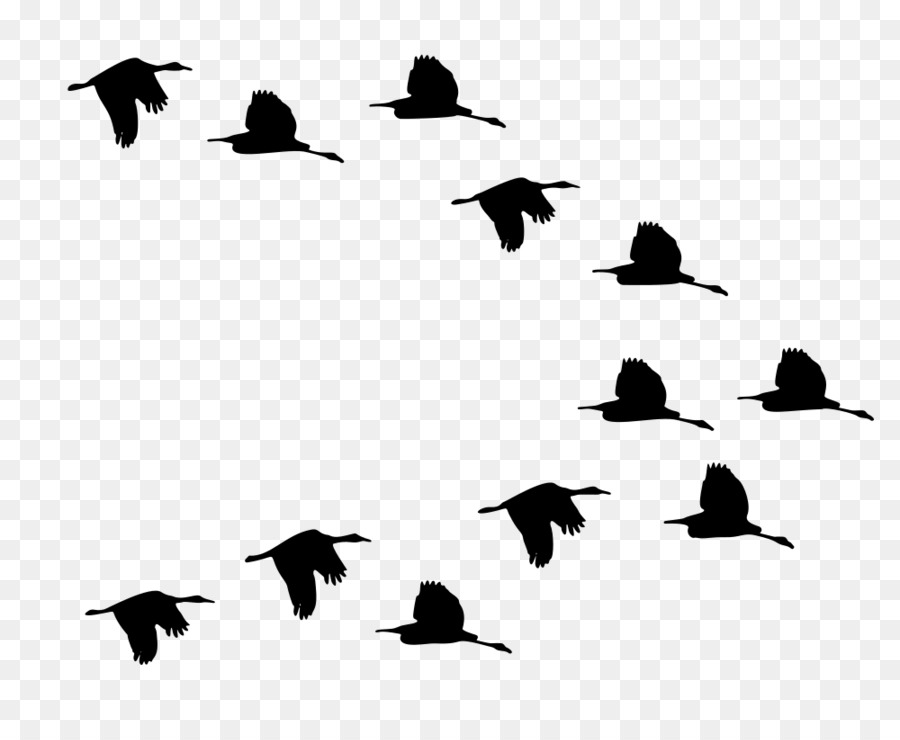 Duck Mallard Bird American Pekin Flight - duck png download - 1000*807 - Free Transparent Duck png Download.
