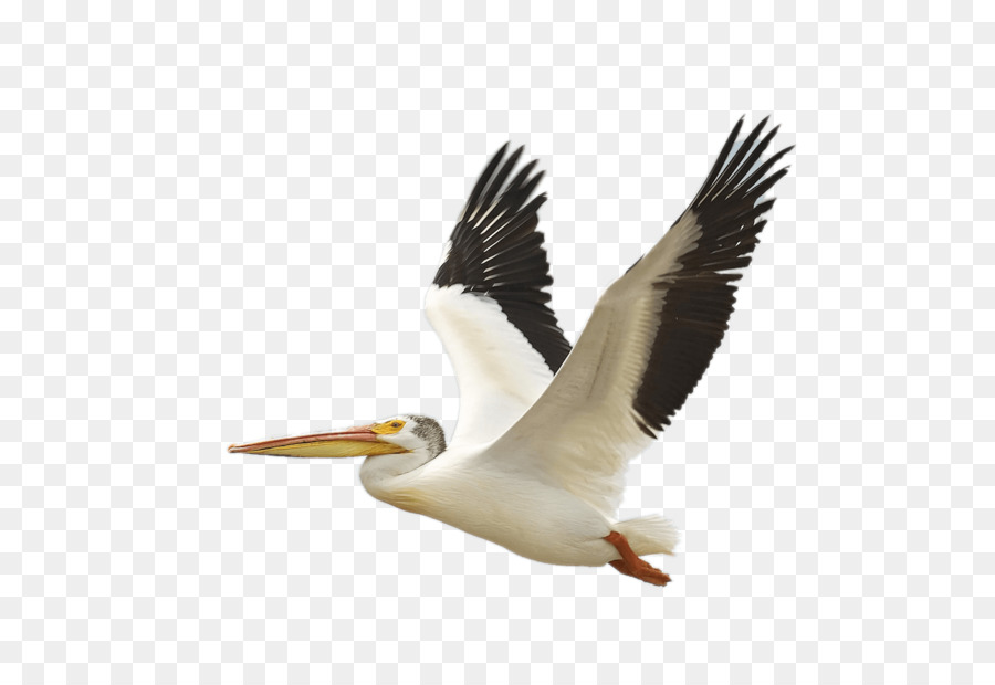 The Birds of America American white pelican Brown pelican National Audubon Society - flying bird png download - 2400*1653 - Free Transparent Bird png Download.