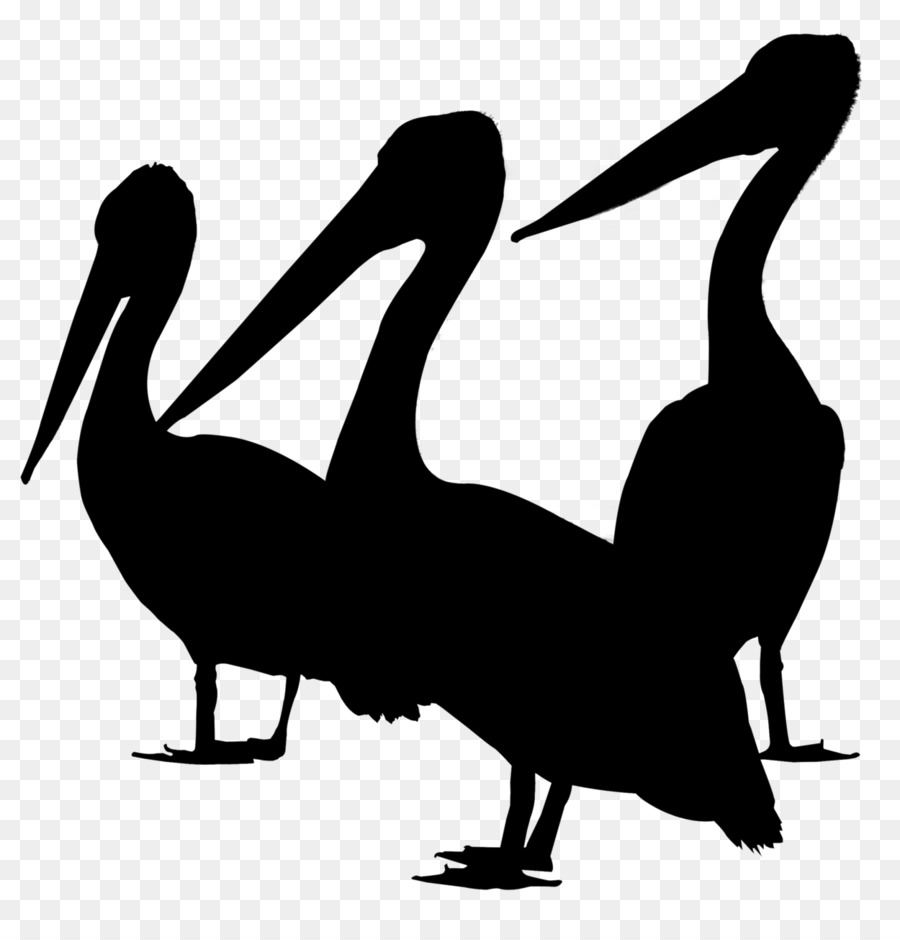 Duck Bird Gulls Goose Brown pelican -  png download - 1250*1294 - Free Transparent Duck png Download.