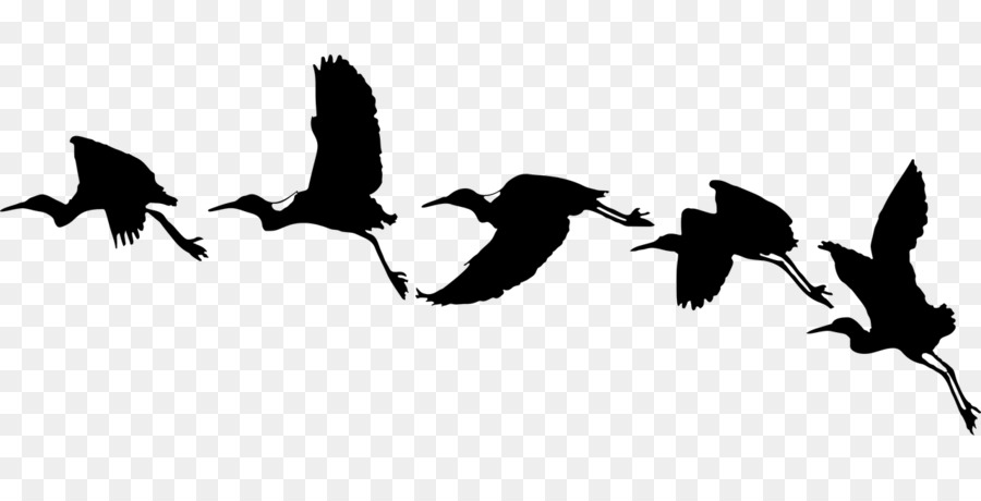 Bird flight Bird flight Silhouette Swallow - Bird png download - 1280*640 - Free Transparent Bird png Download.