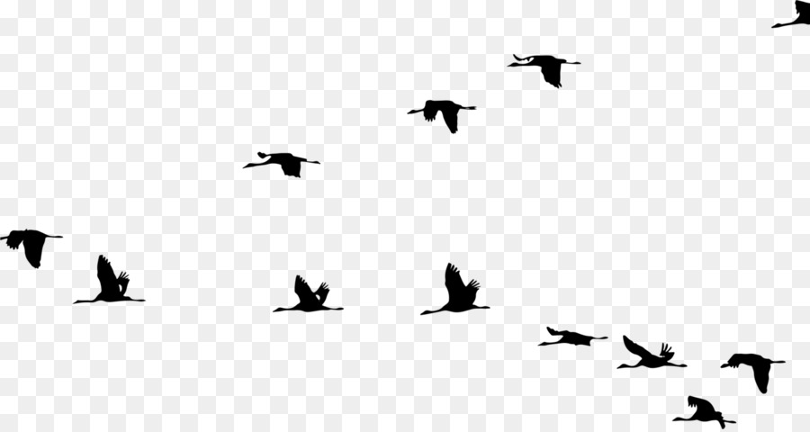 Crane Bird Flight Clip art Vector graphics - birds flying png bird migration png download - 1415*750 - Free Transparent Crane png Download.