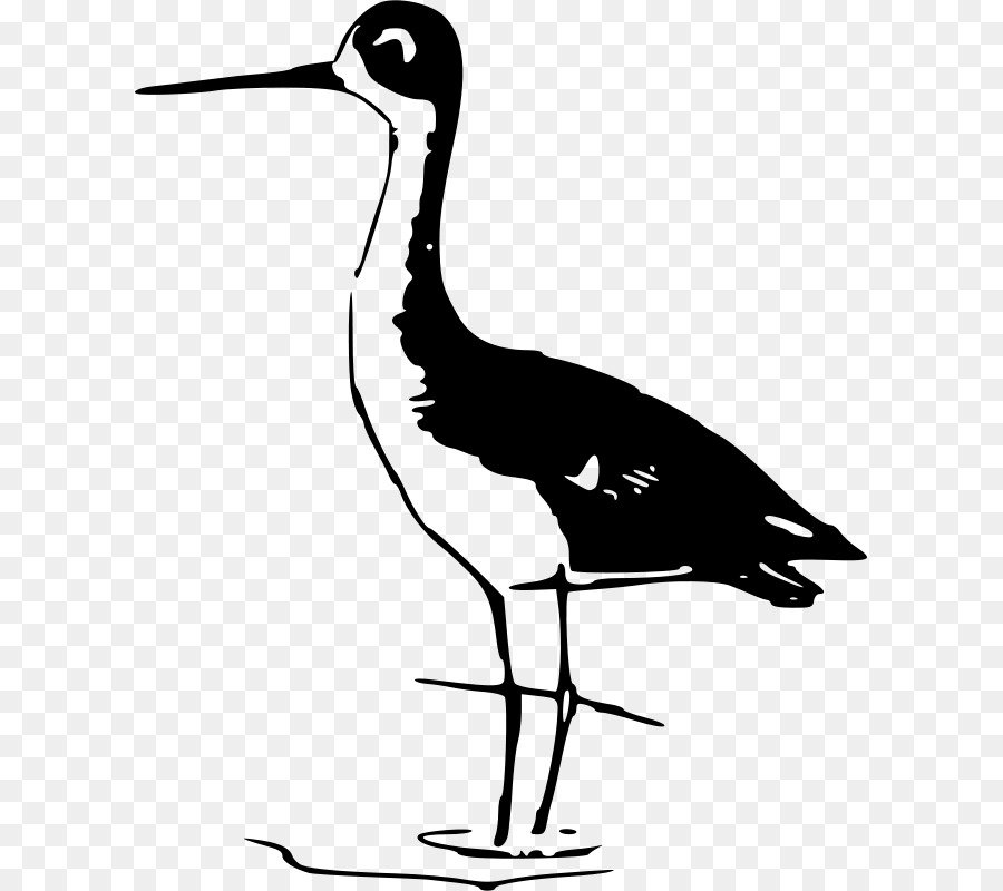 Bird Stilt Crane Pelican Clip art - Bird png download - 657*800 - Free Transparent Bird png Download.