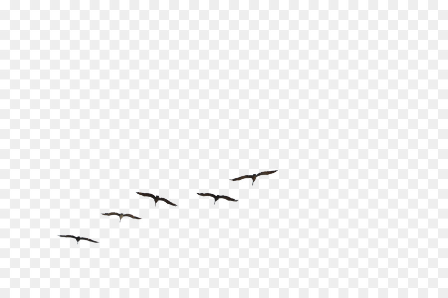 Bird Flight Gulls Brown pelican Flock - flock of birds png download - 9900*6557 - Free Transparent Bird png Download.