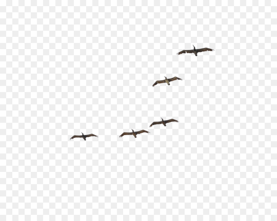 Pelican Crane Bird migration Flock - crane png download - 1009*791 - Free Transparent Pelican png Download.