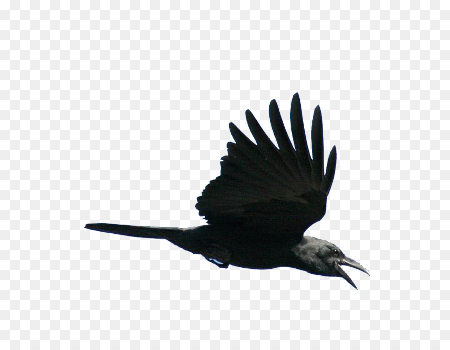 Bird Viking - Flying bird png download - 700*700 - Free Transparent Bird png Download.