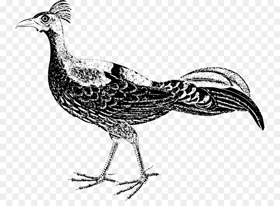 Bird Pheasant Drawing Clip art - Bird png download - 800*646 - Free Transparent Bird png Download.