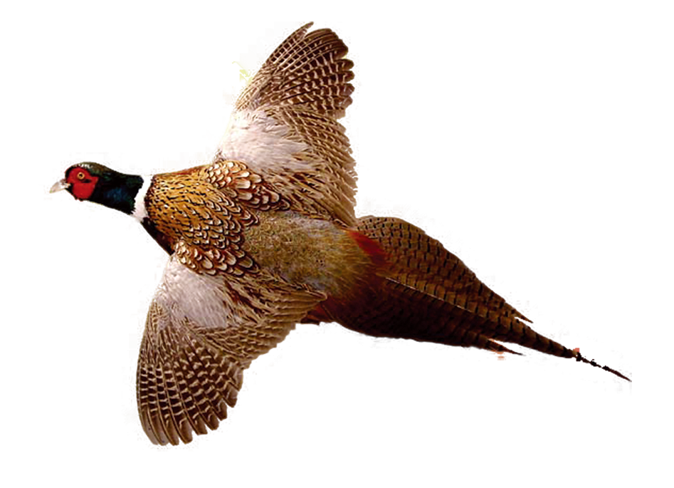 Ring-necked Pheasant Drawing Bird Hunting - Flying pheasant png
