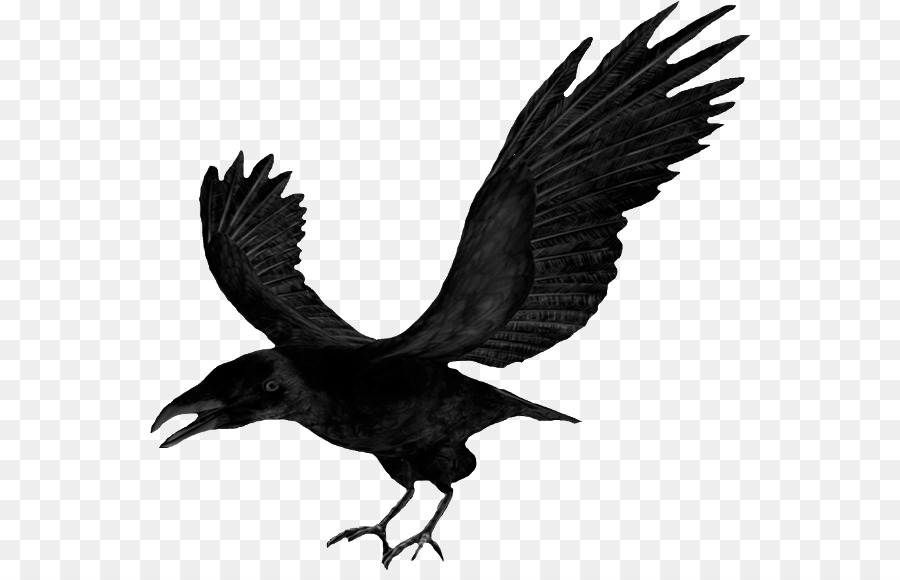 Download Clip art - flying raven png download - 600*570 - Free Transparent Download png Download.