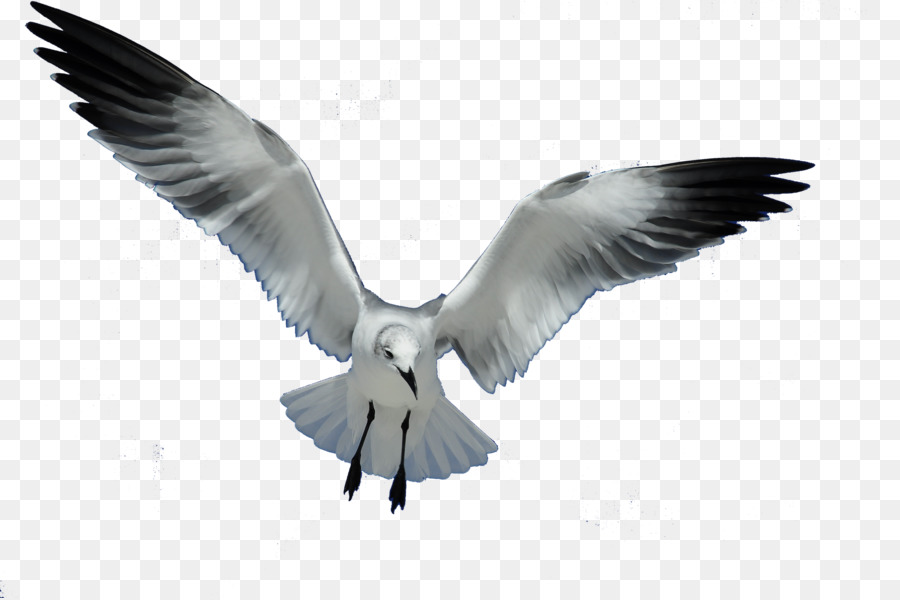 Gulls Bird European Herring Gull Flight Clip art - seagull png download - 900*598 - Free Transparent Gulls png Download.