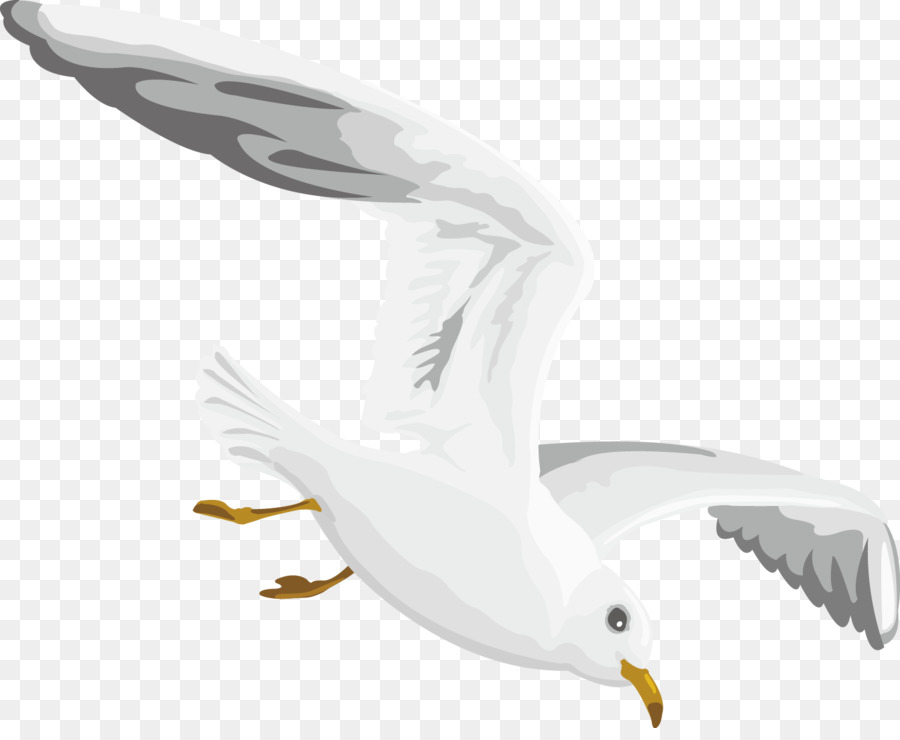 Gulls European Herring Gull - Flying seagull decoration design png download - 1484*1200 - Free Transparent Gulls png Download.