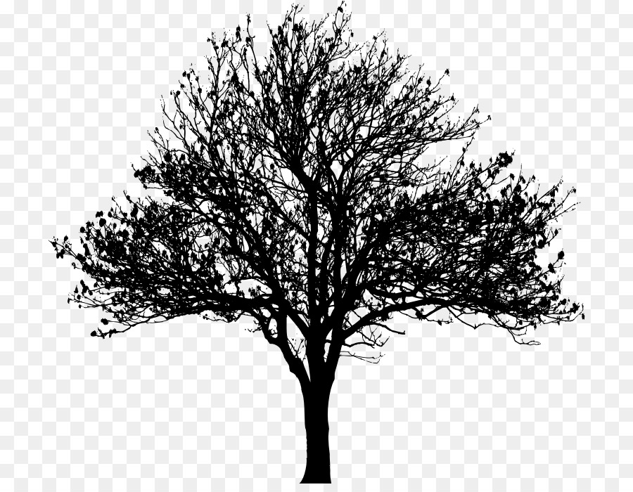 Tree Drawing Silhouette Clip art - love tree png download - 764*688 - Free Transparent Tree png Download.