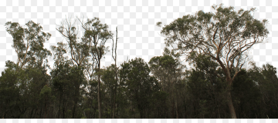 Tree line Forest Shrub Image - tree png download - 1200*514 - Free Transparent Tree png Download.
