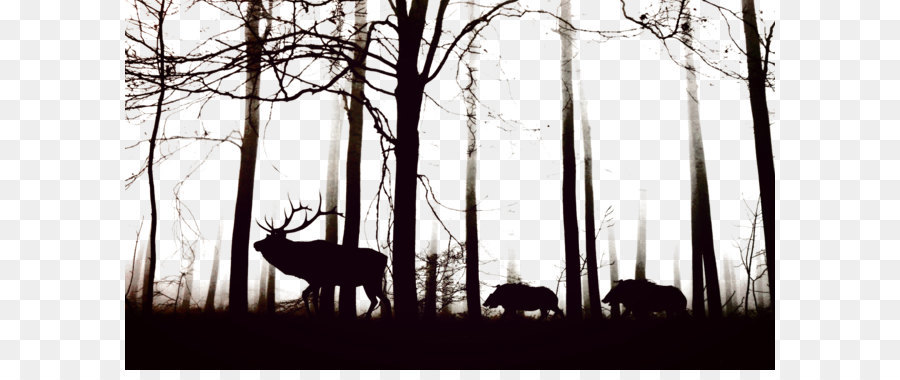 Wild boar Cloud forest Fog Tree - Black forest png download - 1920*1092 - Free Transparent Wild Boar png Download.