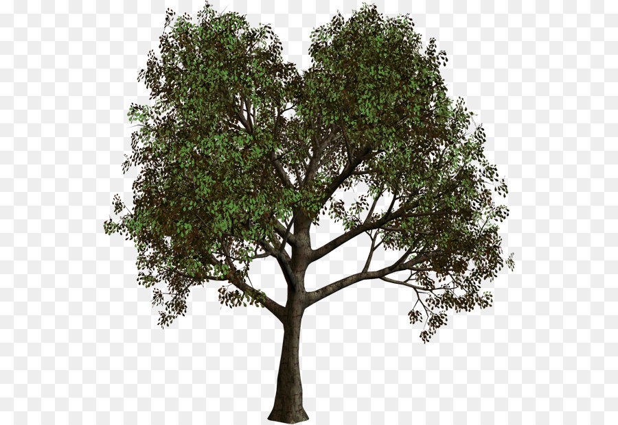 Tree Forest Clip art - Forest Tree PNG Clipart png download - 600*619 - Free Transparent Tree png Download.