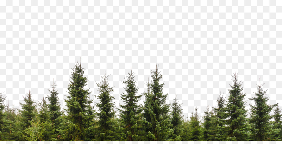 Tree Evergreen Conifers Forest Branch - tree png download - 1200*600 - Free Transparent Tree png Download.