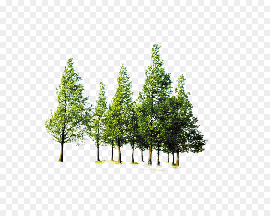 Tree Forest Computer file - Forest trees png download - 2056*1605 - Free Transparent Tree png Download.