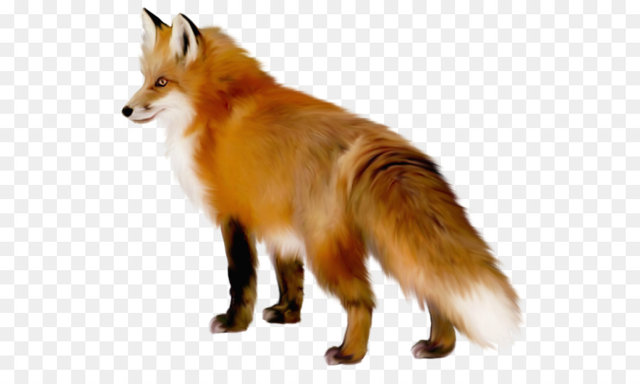 Arctic fox Red fox Clip art - fennec fox png download - 584*521 - Free Transparent Arctic Fox png Download.