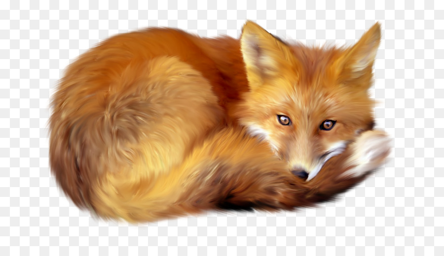 Red fox Clip art - Yellow Fox png download - 800*516 - Free Transparent RED Fox png Download.