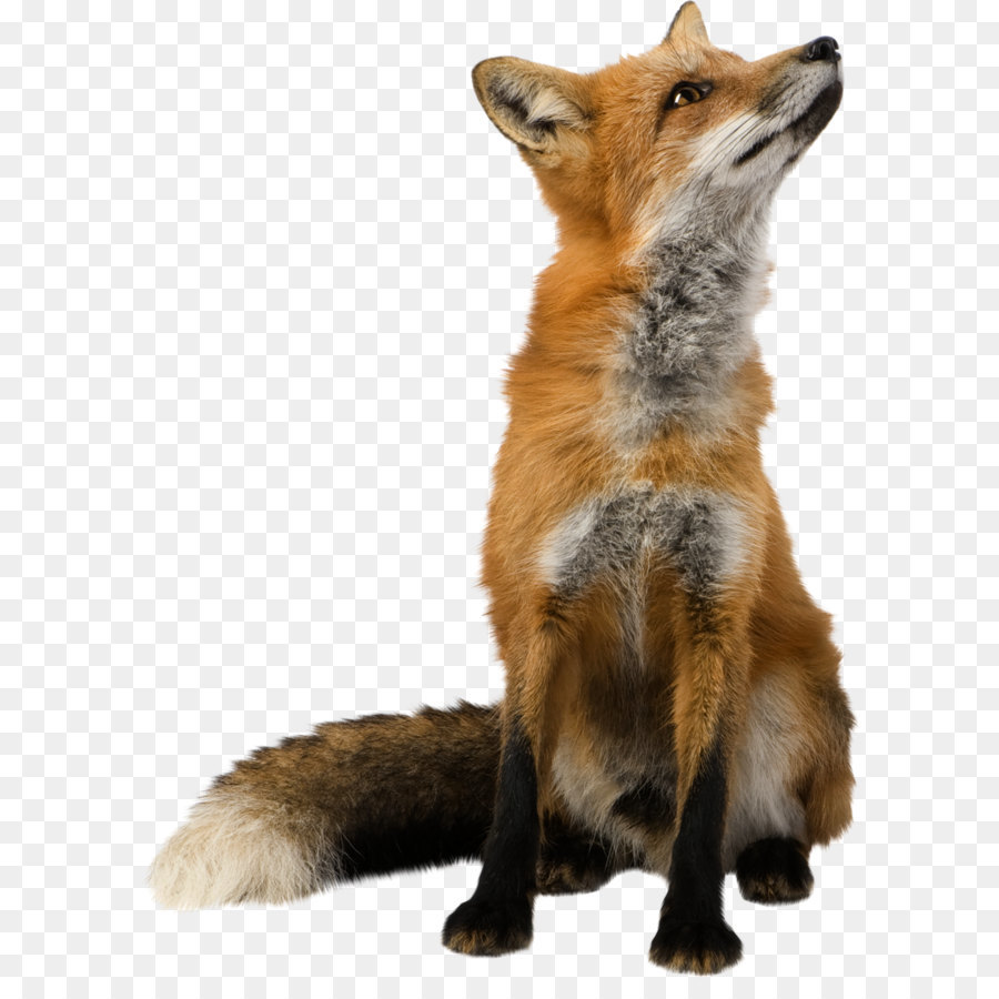 Fox Wallpaper - Fox PNG png download - 944*1280 - Free Transparent RED Fox png Download.