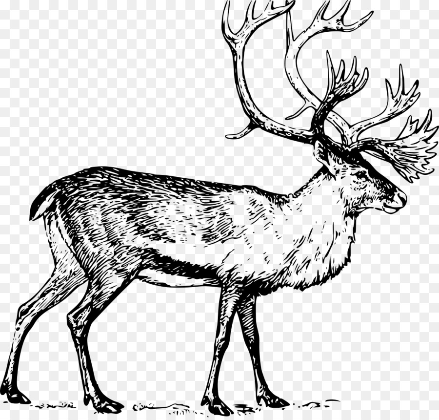 White-tailed deer Moose Drawing Clip art - Reindeer png download - 1078*1024 - Free Transparent Deer png Download.