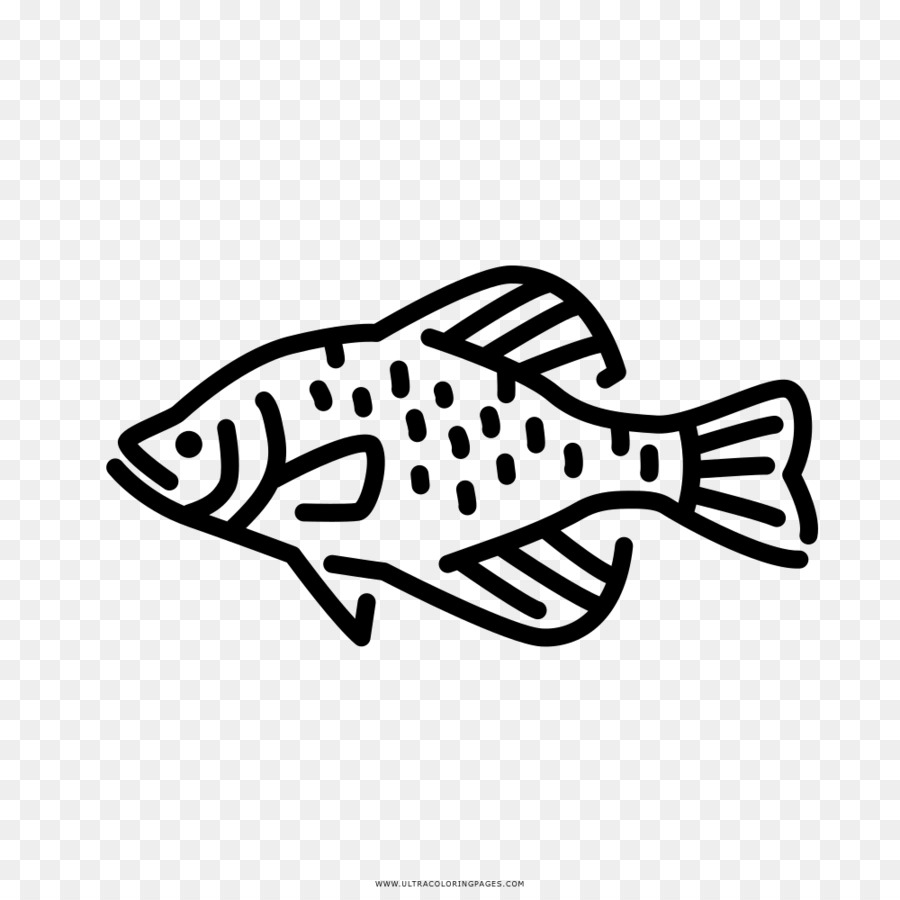 Black crappie Freshwater fish Fresh water Clip art - others png download - 1000*1000 - Free Transparent Black Crappie png Download.