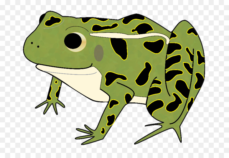 American bullfrog Clip art Toad Leopard Frogs - frog png download - 800*611 - Free Transparent American Bullfrog png Download.