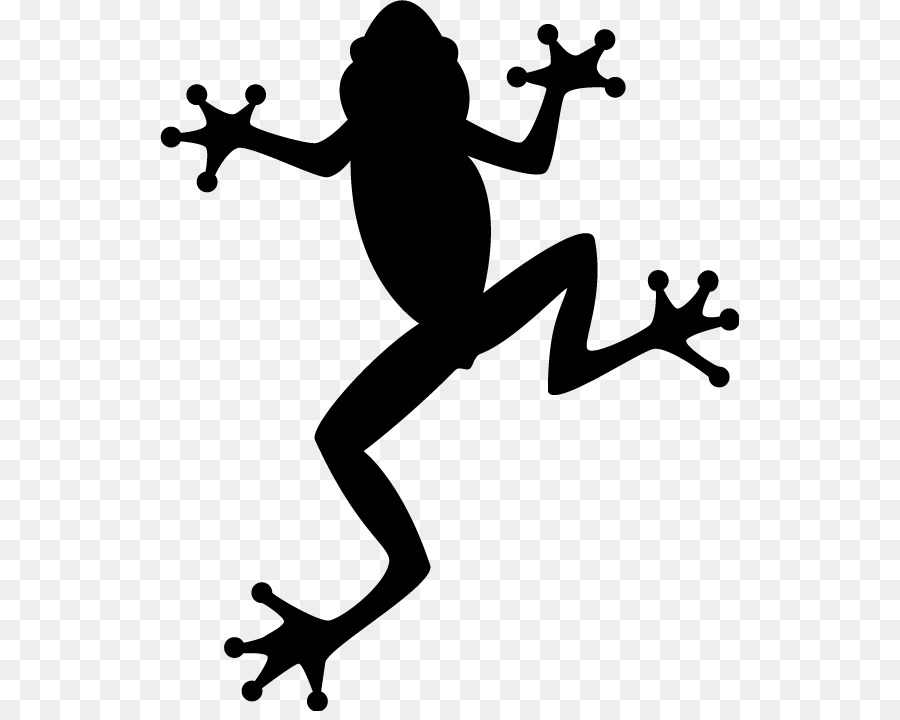 Australian green tree frog Clip art - frog png download - 579*711 - Free Transparent Frog png Download.
