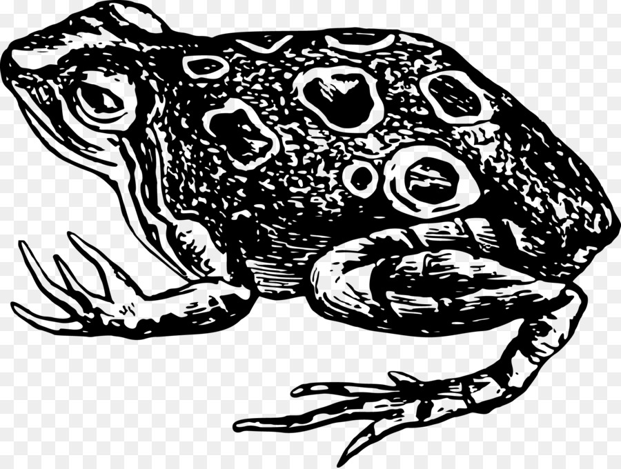 Toad Frog Amphibian Black and white Clip art - Vector Frog png download - 2054*1548 - Free Transparent Toad png Download.