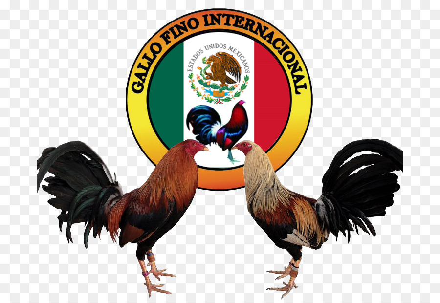 Gamecock Asil chicken Cockfight Logo Painting - Gallos DE PELEA png download - 749*614 - Free Transparent Gamecock png Download.