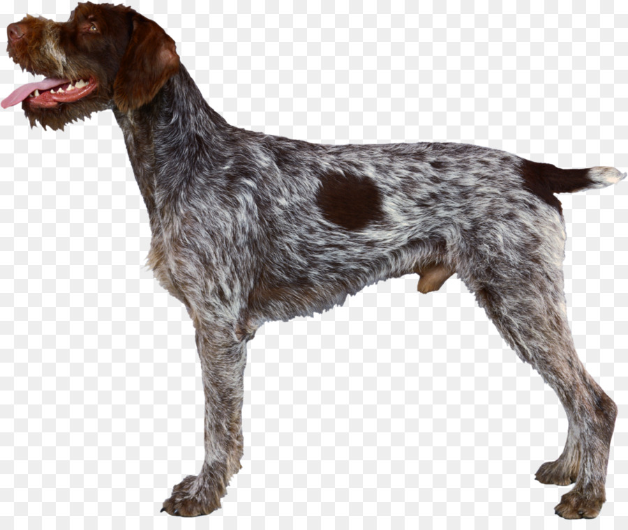 German Wirehaired Pointer Wirehaired Pointing Griffon Spinone Italiano German Shorthaired Pointer - race png download - 2348*1945 - Free Transparent German Wirehaired Pointer png Download.