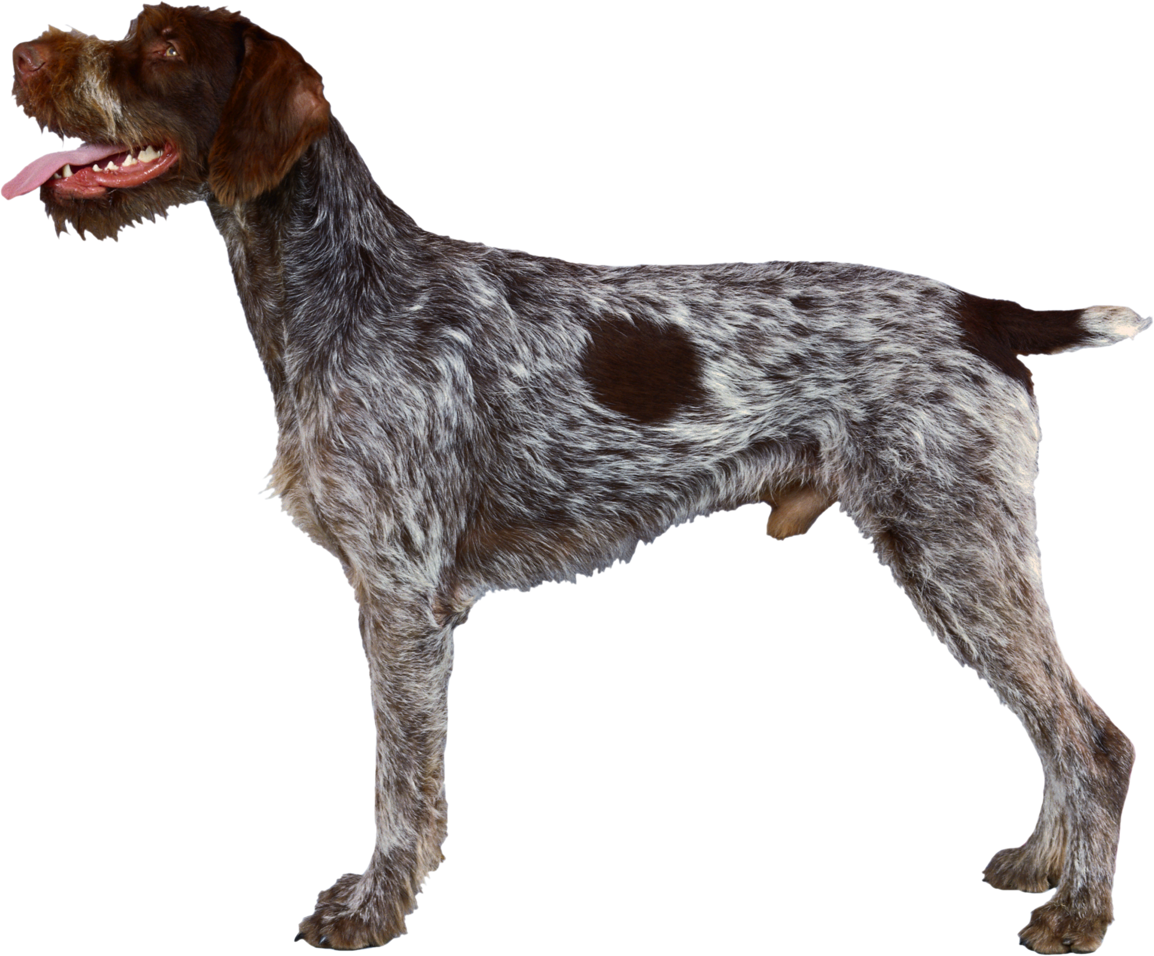 German Wirehaired Pointer Wirehaired Pointing Griffon Spinone Italiano