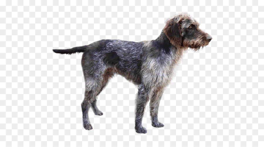 Wirehaired Pointing Griffon German Wirehaired Pointer ?eský Fousek Picardy Spaniel Deutsch stichelhaar - others png download - 567*489 - Free Transparent Wirehaired Pointing Griffon png Download.