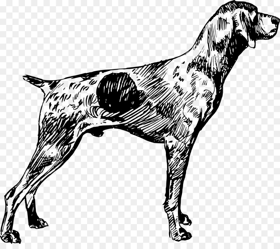 German Shorthaired Pointer German Wirehaired Pointer English Setter Vizsla - short hair png download - 2400*2091 - Free Transparent German Shorthaired Pointer png Download.
