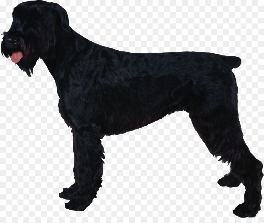 Giant Schnauzer Standard Schnauzer Miniature Schnauzer Black Russian Terrier Clip art - the dog decal png download - 2345*1936 - Free Transparent Giant Schnauzer png Download.