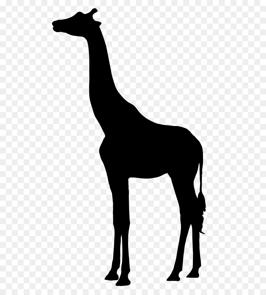 Silhouette West African giraffe Clip art - giraffe vector png download - 667*1000 - Free Transparent Silhouette png Download.