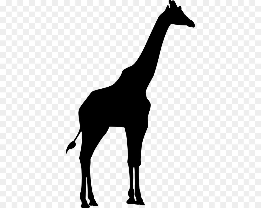 Silhouette Northern giraffe Clip art - Silhouette png download - 445*720 - Free Transparent Silhouette png Download.