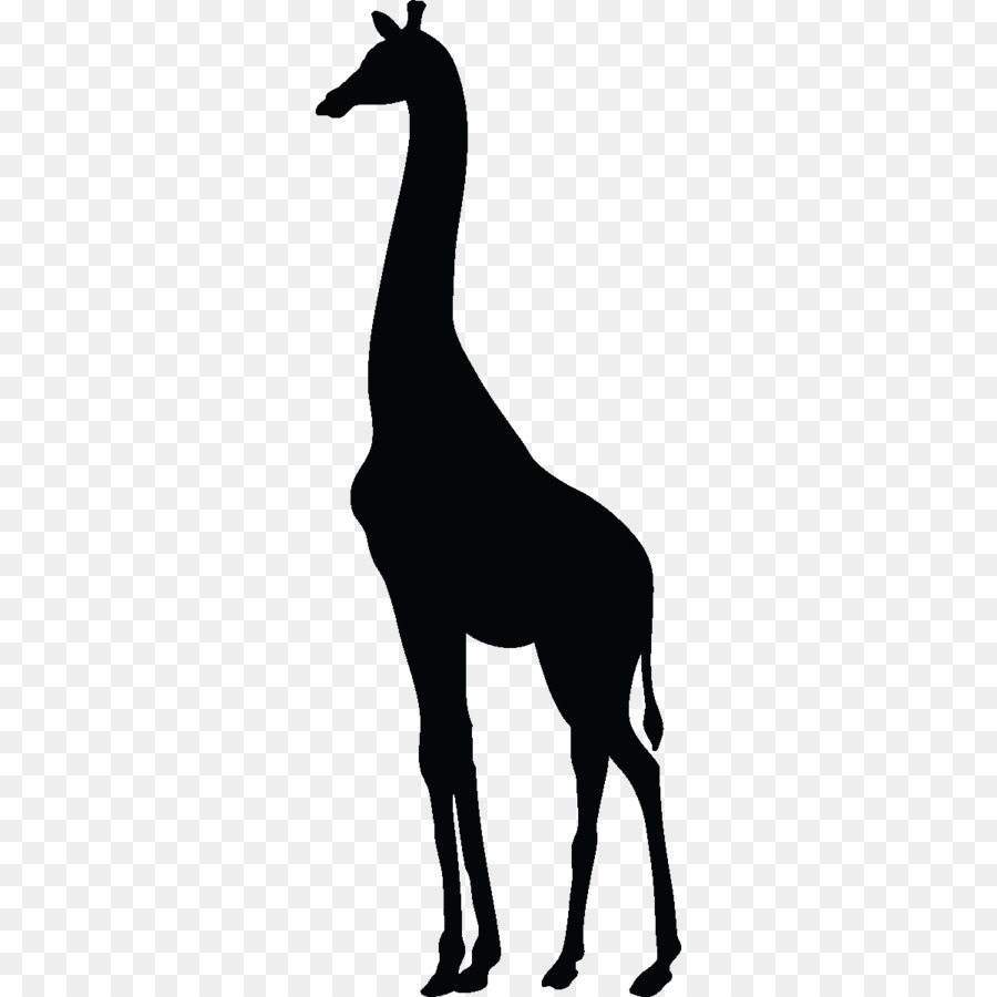 Baby Giraffes About Giraffes Paper Zazzle - giraffe png download - 1200*1200 - Free Transparent Giraffe png Download.