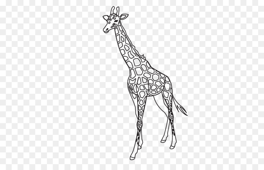 Giraffe Outline Template Lion Pattern - Giraffe pattern png download - 1050*670 - Free Transparent Giraffe png Download.
