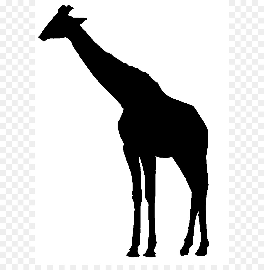 Giraffe Silhouette Clip art - Giraffe Graphics png download - 662*902 - Free Transparent Giraffe png Download.