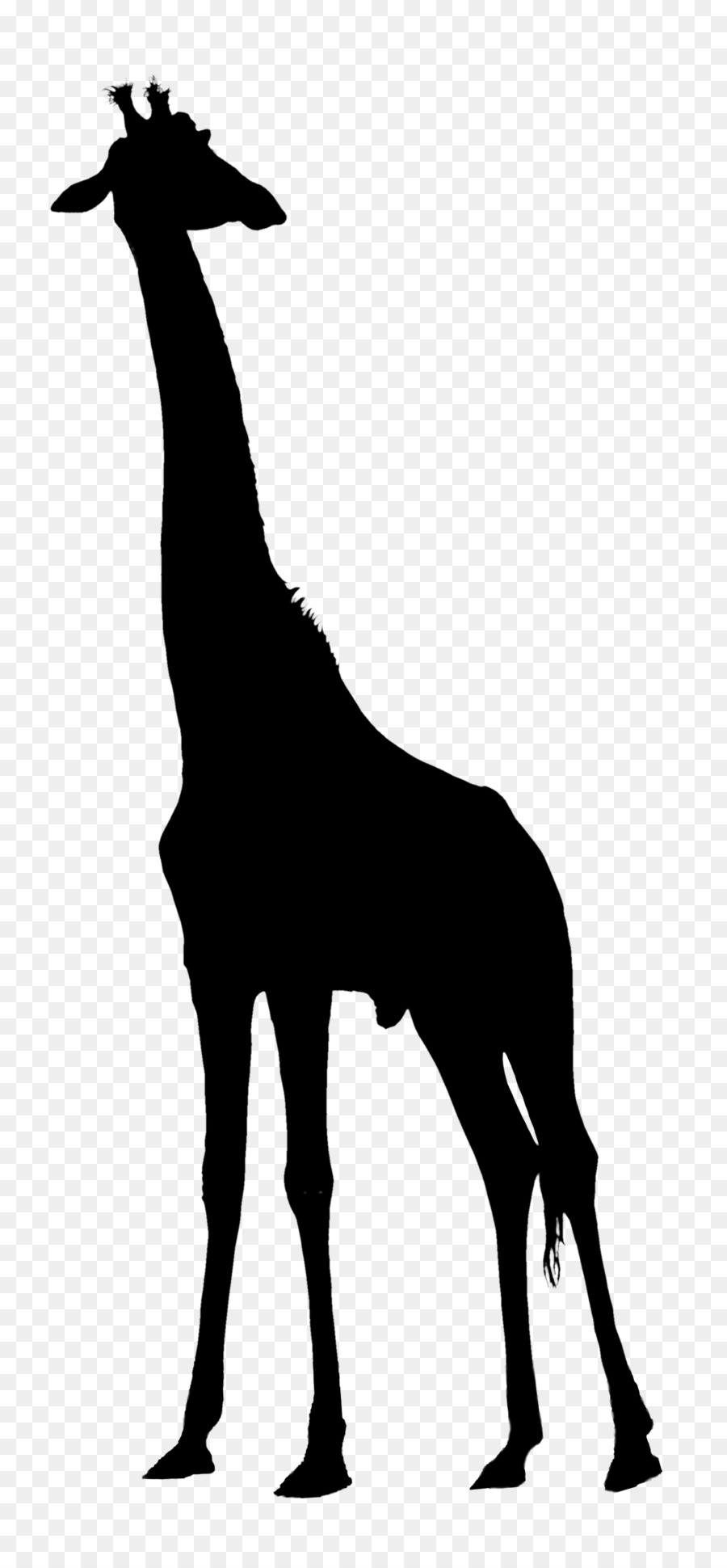 Giraffe Clip art Vector graphics Image Silhouette -  png download - 1000*2155 - Free Transparent Giraffe png Download.